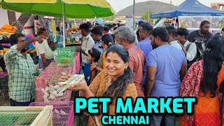 Chennai pet market 🤯 Evening prices 🫣 by How Hema 83,138 views 1 month ago 11 minutes, 51 seconds