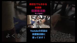 今日は中島みゆきスペシャル！高校生でも分かる米国株は保護猫活動やってます！Youtubeの概要欄見てね！