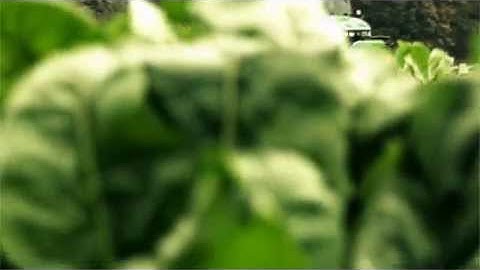 The comeback of the beet