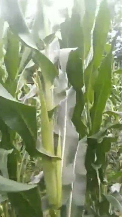 ECO FARMING SOLUSI TERBAIK UNTUK PETANI JAGUNG