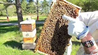 Part one of three equalizing hive one and high two their second year
