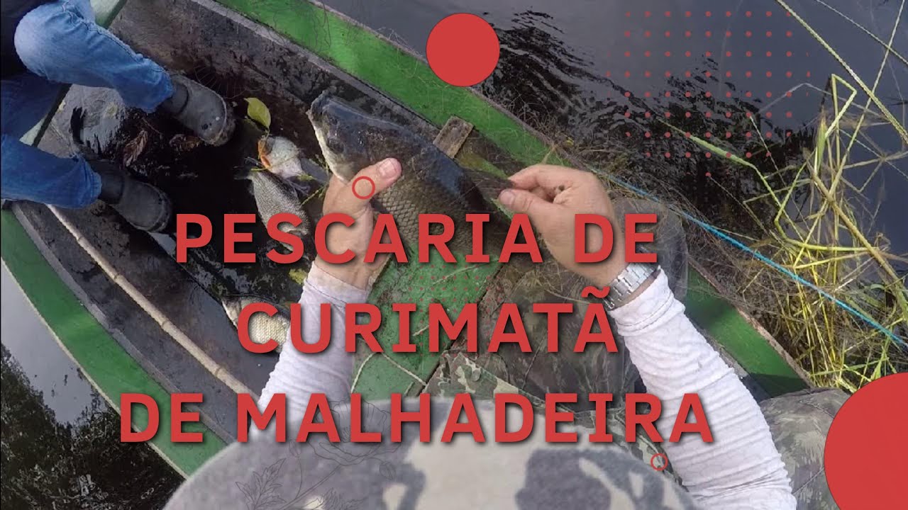 Tirando Curimatã da malhadeira