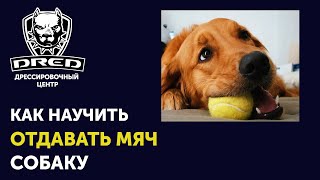 Как научить собаку приносить и отдавать мяч | Почему собака на отдает мяч
