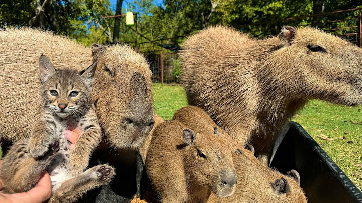 Rescuing a Baby Bobcat (to feed Capybaras)