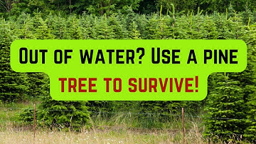 Survival Hacks How Pine Trees Can Save Your Life!