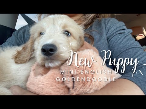 Anggota Keluarga Baru! Vlog 4