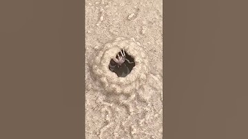 هَٰذَا خَلْقُ اللَّهِ #quran #الشيخ المنشاوي #المنشاوي #تلاوة خاشعة #قران كريم