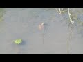 アカミミガメ　子ガメは水の中では動きが速い