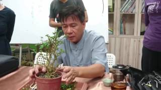 [Bonsai tree] Bonsai tree for beginners -part 2-HOW TO DESIGN TREE BONSAI