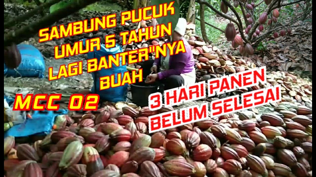 PANEN KAKAO SAMBUNG PUCUK MCC 02 UMUR 5 TAHUN