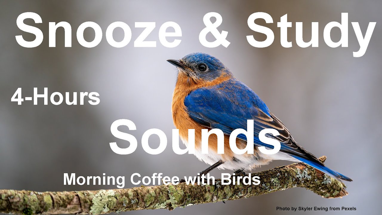 Watch Snooze & Study Sounds - Morning Coffee with Birds 4 Hours on YouTube Watch Snooze & Study Sounds - Morning Coffee with Birds 4 Hours on YouTube