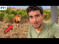 Why this lion wont attack me  dhruv rathee vs wild