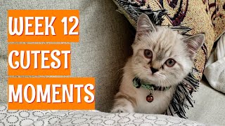 Cutest Moments! Week 12 | Doubled in size in 5 weeks by Goudan Adventures 2,258 views 3 years ago 3 minutes, 26 seconds