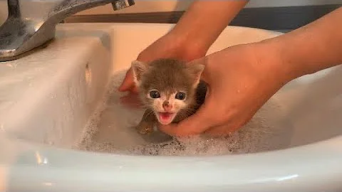 Video 11496241: cat kitten bathing, kitten enjoying bath, beautiful cat bathing
