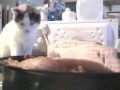 It's all about the kitties