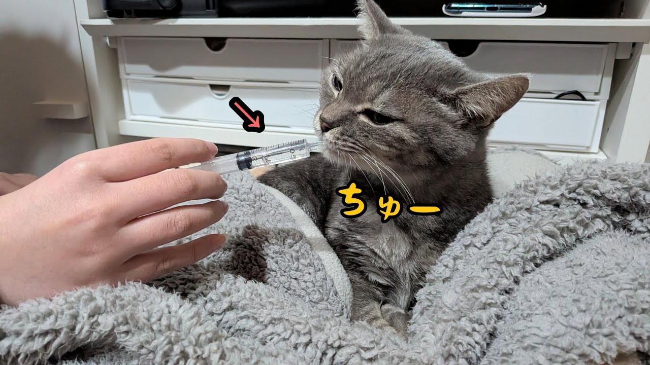 コレで飲むのが癖になっている猫が可愛すぎました⋯