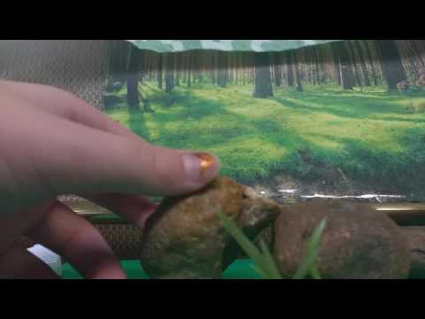 How to make a warrior cat clan camp episode 3