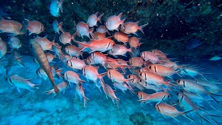 DIVING WITH SO MANY FISH AROUND THE WORLD - 90 MINUTE   UNDERWATER RELAXATION VIDEO