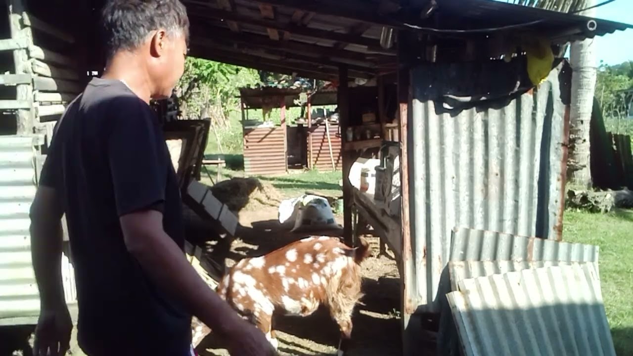 Mag pakain muña Tau ng alaga kung kambing at manok