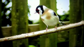 Sourate Al Mumtahinah /سورة الممتحنة ترجمة فرنسية