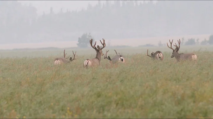 Alberta Mule Deer Double Part 2- Winchester Deadly Passion Full Edisode