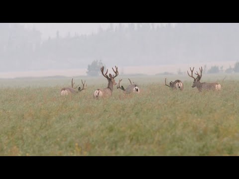 Alberta Mule Deer Double Part 2- Winchester Deadly Passion Full Edisode