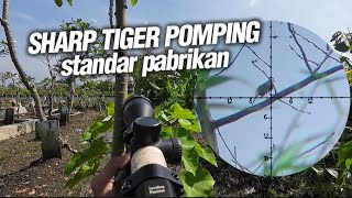 BERBURU DI ‼️ POIN TIPIS BERSAMA UKLIK SHARP TIGER POMPING.