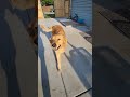 golden retriever puppies (part 65) #shortsvideo #shorts #viral #puppy