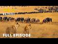 Lion Battle Zone (FULL EPISODE) | Survival in Savage Kingdom | Animal documentary