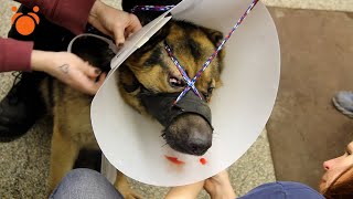 Dog Fell in 8 Foot Hole &amp; Humane Society Pulled Him Out + Rescue  Puppies + German Shephard Cut Tail