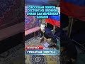 Редкие виды снюсоедов (черепаховые) #astronymus #вернеманонимусов#save_anonimous #anonymous #мем
