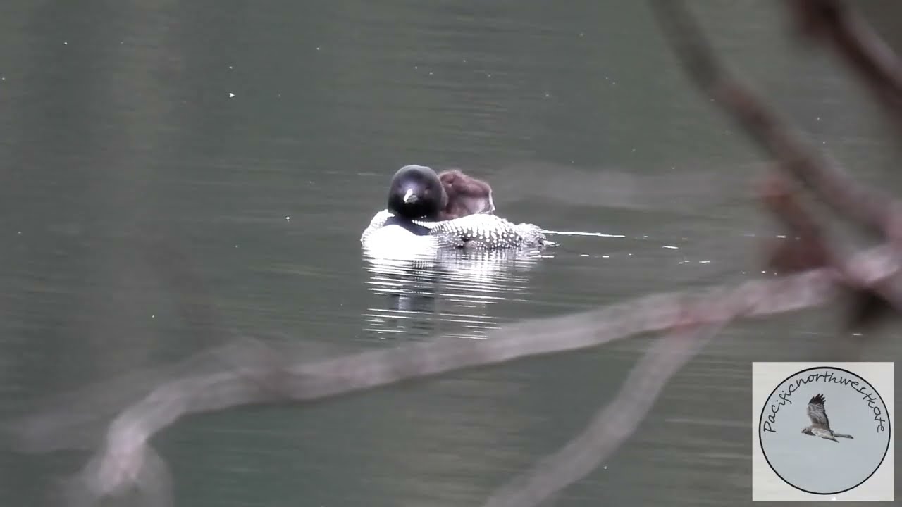 Loon family - my first sighting of baby loons this season - Summer 2025