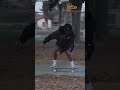 Skateboarding in Nike SB sneakers. Part 03 | Скейтбординг в кроссовках Найк СБ. Часть 03. CrossMania