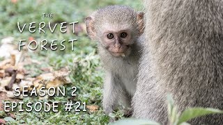 Blind Monkey Bell Meets Foster Mom / Vera Moves to Skrow Troop  Vervet Forest  S2 Ep21