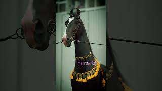horse 🐴#horse#viralvideo #trending#youtubeindia #copyrightfree #copyright #13million #1000subscriber