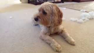 Dog Disappears! Vol. 3