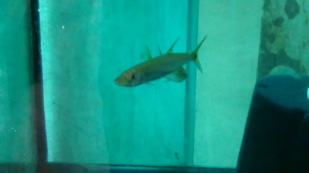 yellowtail freshwater barracuda care