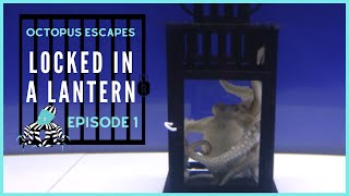 Octopus Escapes  Locked in a Lantern  Episode 1