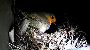 Live From The Robin Nest