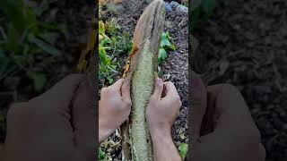 Satisfying Luffa Peel ๐๐ฟ #shorts #asmr #gardening