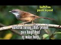Masteran Burung Ciblek Prenjak Gacor Agar Cepat Ngebren Mp3 - Mp4 Download