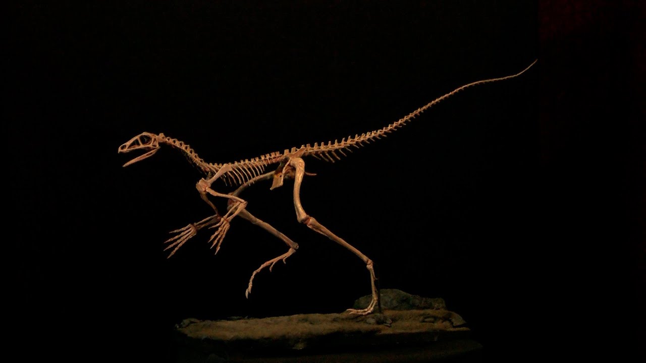 cient-ficos-argentinos-participaron-del-hallazgo-de-un-enigm-tico