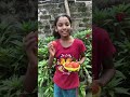Aaha tamatar bade majedar// aaha tamatar rhymes