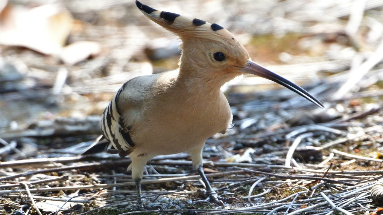 Relaxing LO-FI music BGM to Study and Work (Upupa epops)