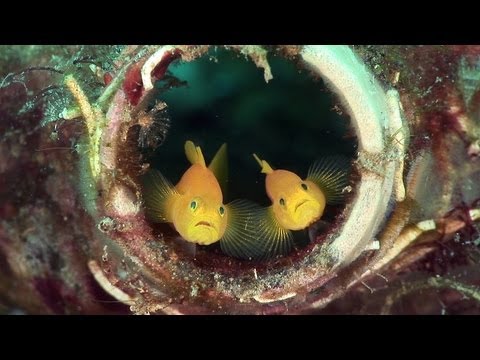 Mucky Secrets - Prologue - The Marine Creatures of the Lembeh Strait