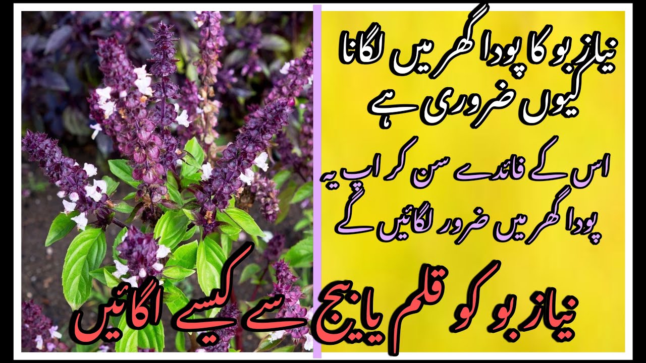 How to grow Niazbow / Basil plant from cutting and seeds// Secret tricks