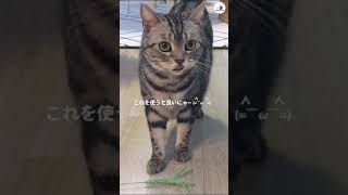 これは断れない…！ 猫ちゃんの積極的なおねだりが可愛すぎだった♡  #Shorts