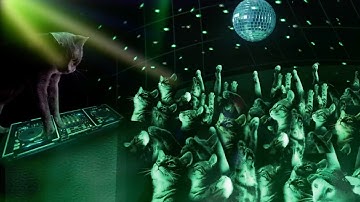 Pat B & Miss Puss - Catnip (Official video)