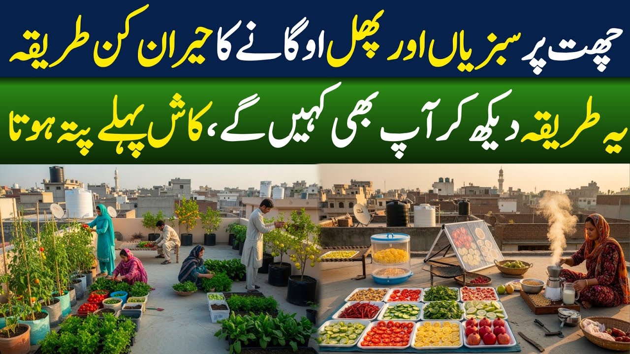 Traditional Rooftop Food & Fruits Drying in Pakistan Solar Dryer & Soya ...