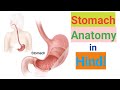 Stomach anatomy & physiology in hindi || sphincter || structure || functions || layers